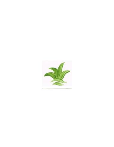 VP3153 colorante verde hoja 100g