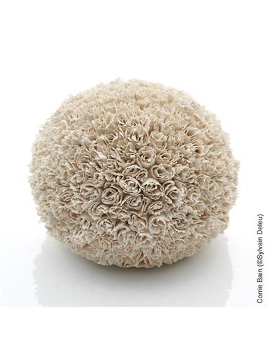 ANETO porcelana blanca 5kg