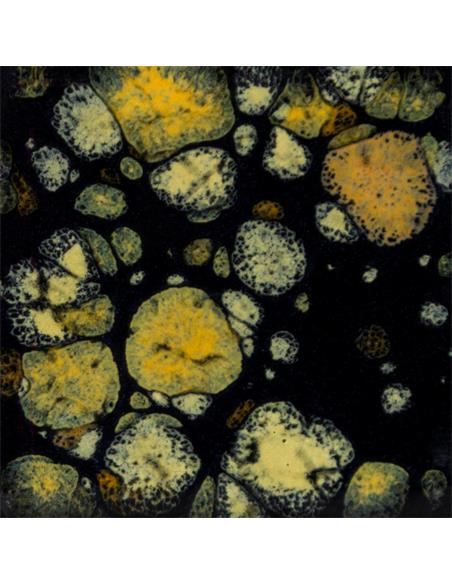 CG798 Black Iris 118ml (4oz)