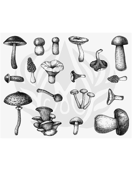 DSS165 Designer Silkscreen Mushrooms